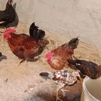 خروس و اردک روسی