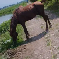 اسب|اسب و تجهیزات اسب‌سواری|سنگر, |دیوار