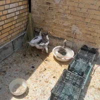 غاز|حیوانات مزرعه|بندر ماهشهر, |دیوار