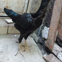 مرغ لاری تایلندی