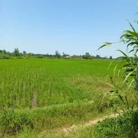 شالیزار سنتی دوهکتاری/کد آگهی مرتضی