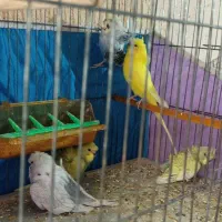 تعدادی مرغ عشق پروانه ای و تک رنگ و چند جفت فنچ