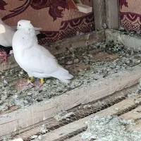 نرسفید کاکل بزن