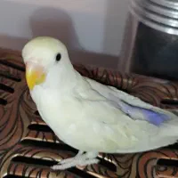 کوتوله دستی مارال و یک جوجه یاسی