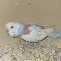 به عکس بعدی توجهکنید