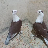 نر مخمل کلاغ کربلایی