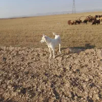 توله سگ نر ۸ماه