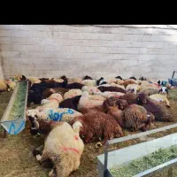 دام خوب میخای تماس بگیر بهترین و برترین گوسفند