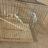 مرغ عشق|پرنده|فسا, |دیوار