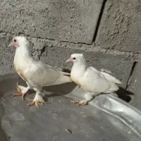 کفتر جوجه بحرنی درجایی