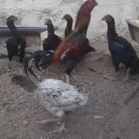 خروس مرغ لاری
