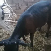 گاو گوساله