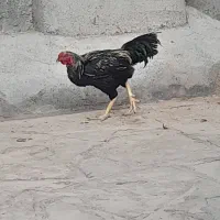 لاری|حیوانات مزرعه|شراء, |دیوار