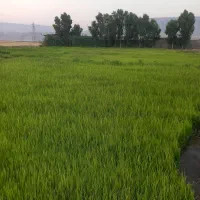 بذر یا تومه فجر