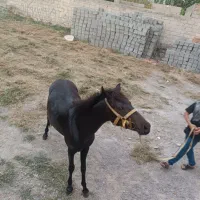 اسب|اسب و تجهیزات اسب‌سواری|مشگین شهر, |دیوار