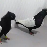 کبوتر رنگی نقش سینه سیاه تریاکی