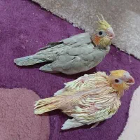 جوجه عروس هلندی