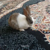 خرگوش