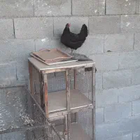 فروش ۳ عدد مرغ تخم گذار