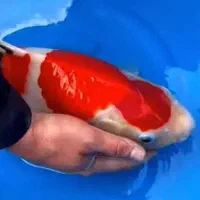 نژاد برتر ماهیکوی پوست چرم باله بلند