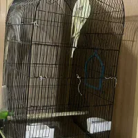 یک جفت عروس هلندی نر و ماده