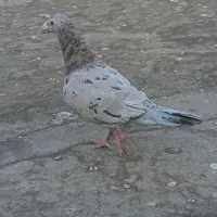 سار نر ماده به ضمانت همچی تخم جوجه وهوا