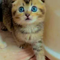 گربه اسکاتیش بلو لانگ هیر فولد