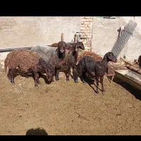 تعداد ۳۰راس میش ۲ و۴ دندان