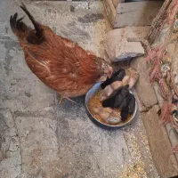 مرغ و جوجه