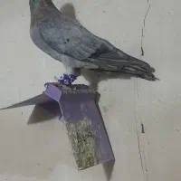 کفتر