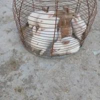 بچه خرگوش