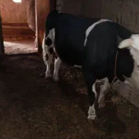 گوساله نر کیلویی 650