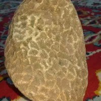 فسیل.|جواهرات|زنجانرود, |دیوار
