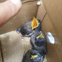 جوجه مرغ مینا تهرانی