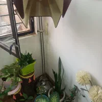 آباژور