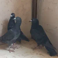کفتر|پرنده|تربت جام, پاسداران|دیوار