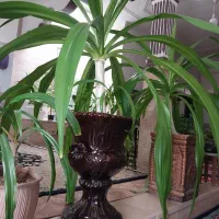 دو عدد گل موزی