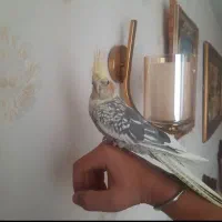 عروس هلندی ماده