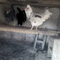 مرغ وخروس گلین