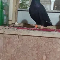 زاغ کرمانی ماده هوایی خوشگل