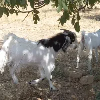 نربز