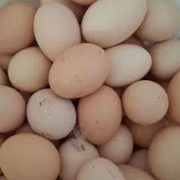 تخم مرغ محلی پابر و مرندی و جاجی