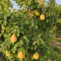 استخدام یا مشارکت در باغبانی