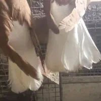 سرخ دمسفید|پرنده|حمیدیه, |دیوار