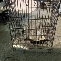 قفس دست دو تمیز