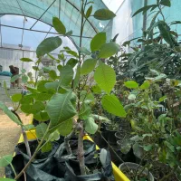 فروش نهال پسته وان ممتاز امریکایی