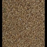 گندم کریم بذری