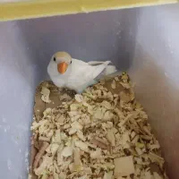جوجه طوطی کوتوله