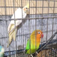 معاوضه عروس و کوتوله