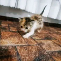 واگذاری کالیکو